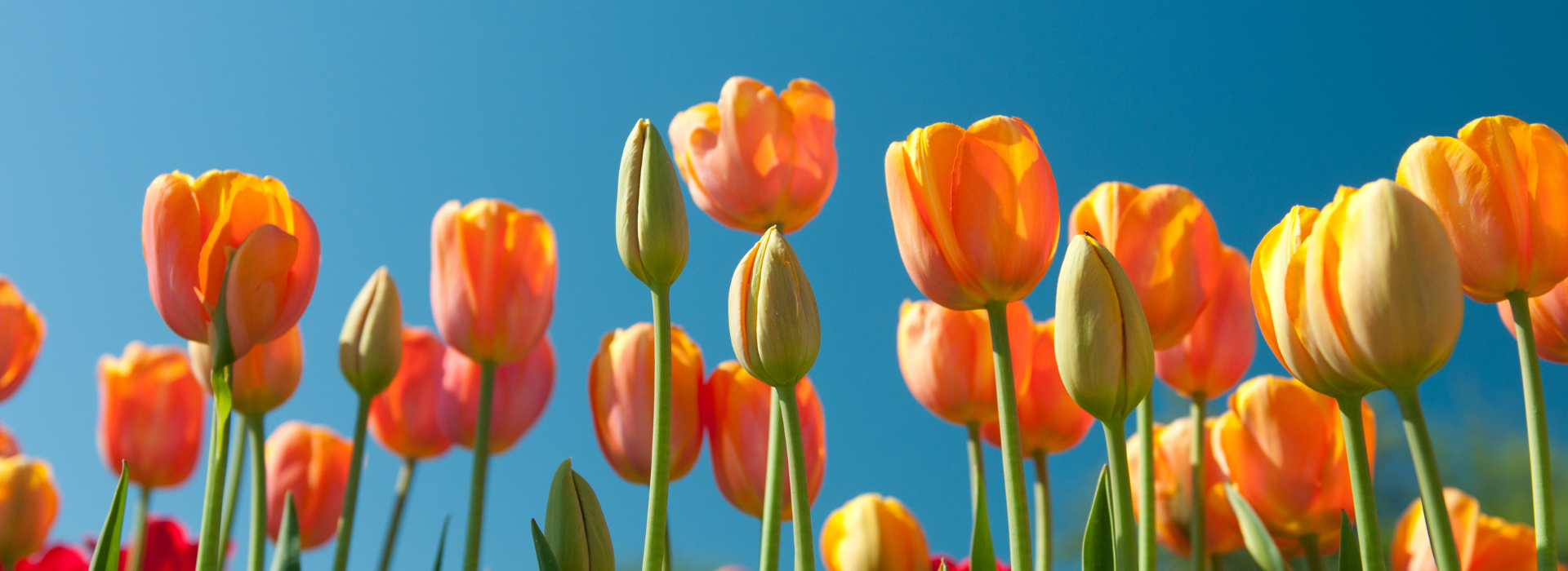 Primavera